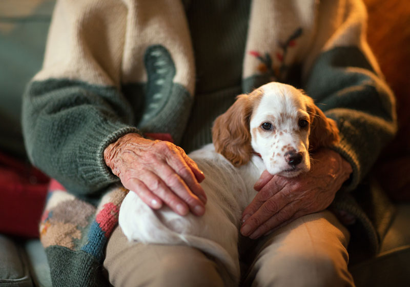 a puppy in the lap of a senior citizen